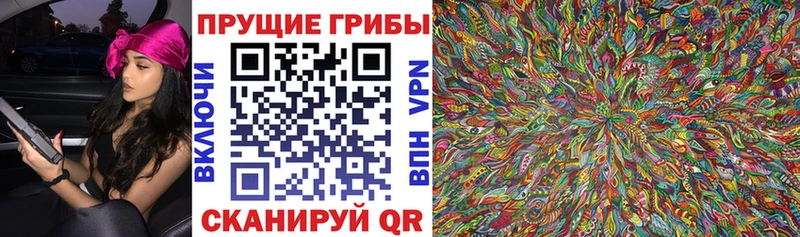 omg как войти  Черногорск  Галлюциногенные грибы Psilocybine cubensis 